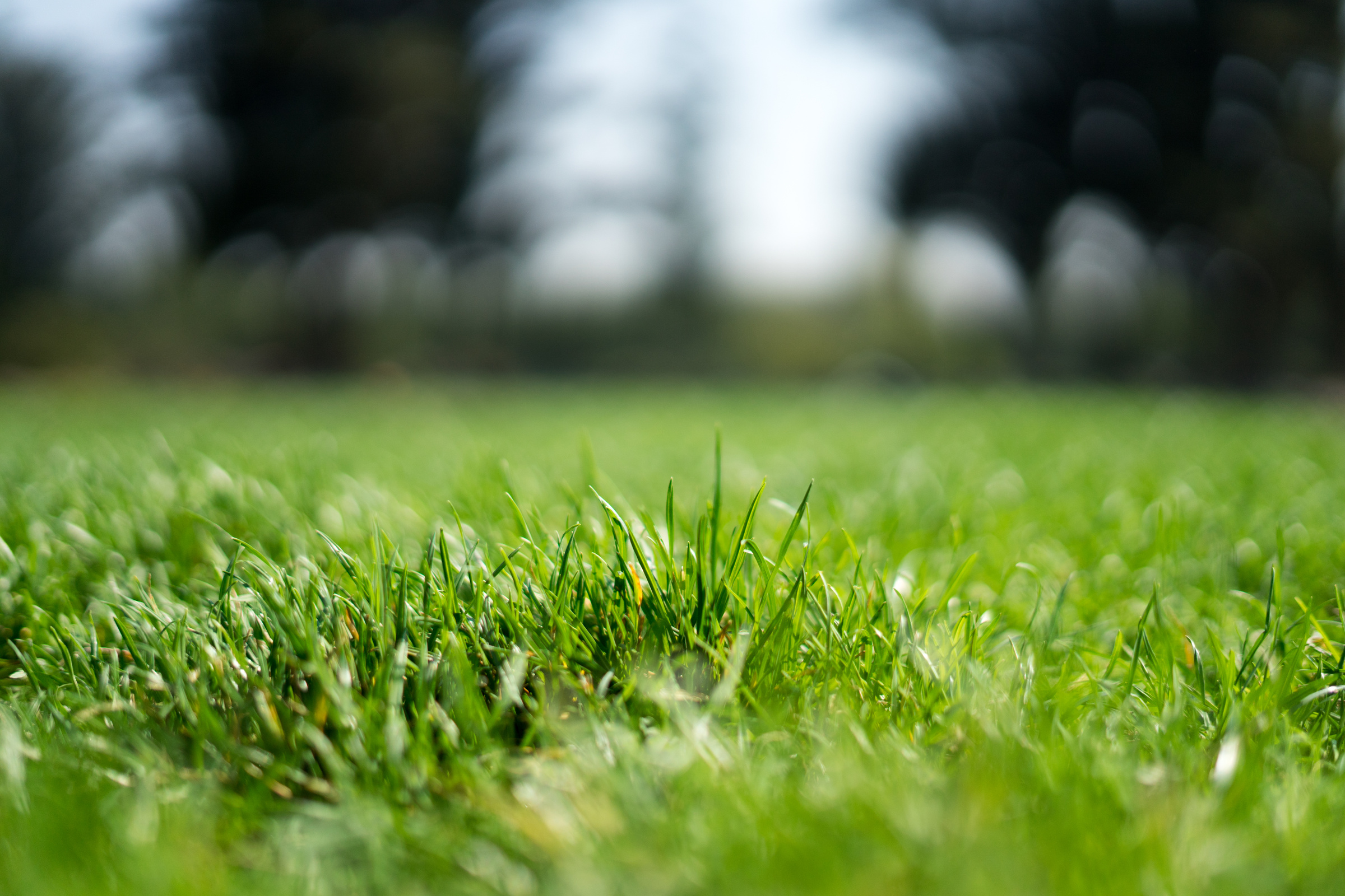 Grass in Rose Gardens